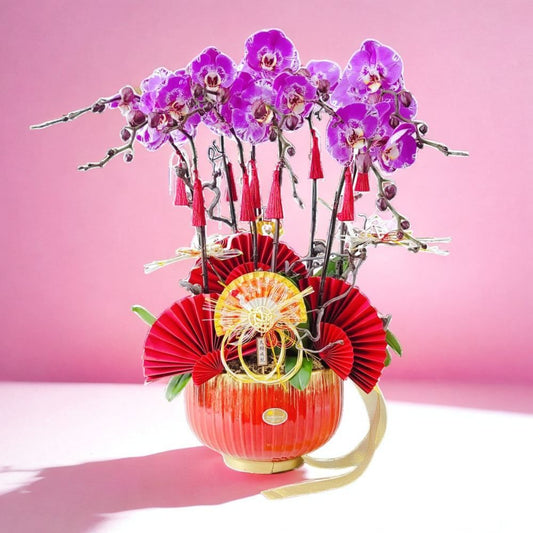 格蘭花店 - 藏寶圖大花蝴蝶蘭8棵 [GF00233] 蘭花 辦公室枱花 大堂枱花 開張 新春蘭花 年花 自家蘭花園種植