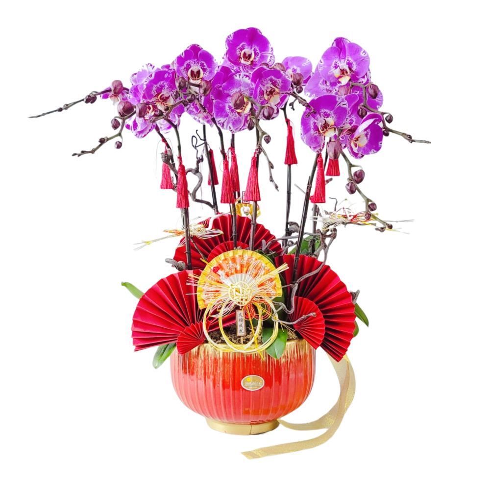 格蘭花店 - 藏寶圖大花蝴蝶蘭8棵 [GF00233] 蘭花 辦公室枱花 大堂枱花 開張 新春蘭花 年花 自家蘭花園種植