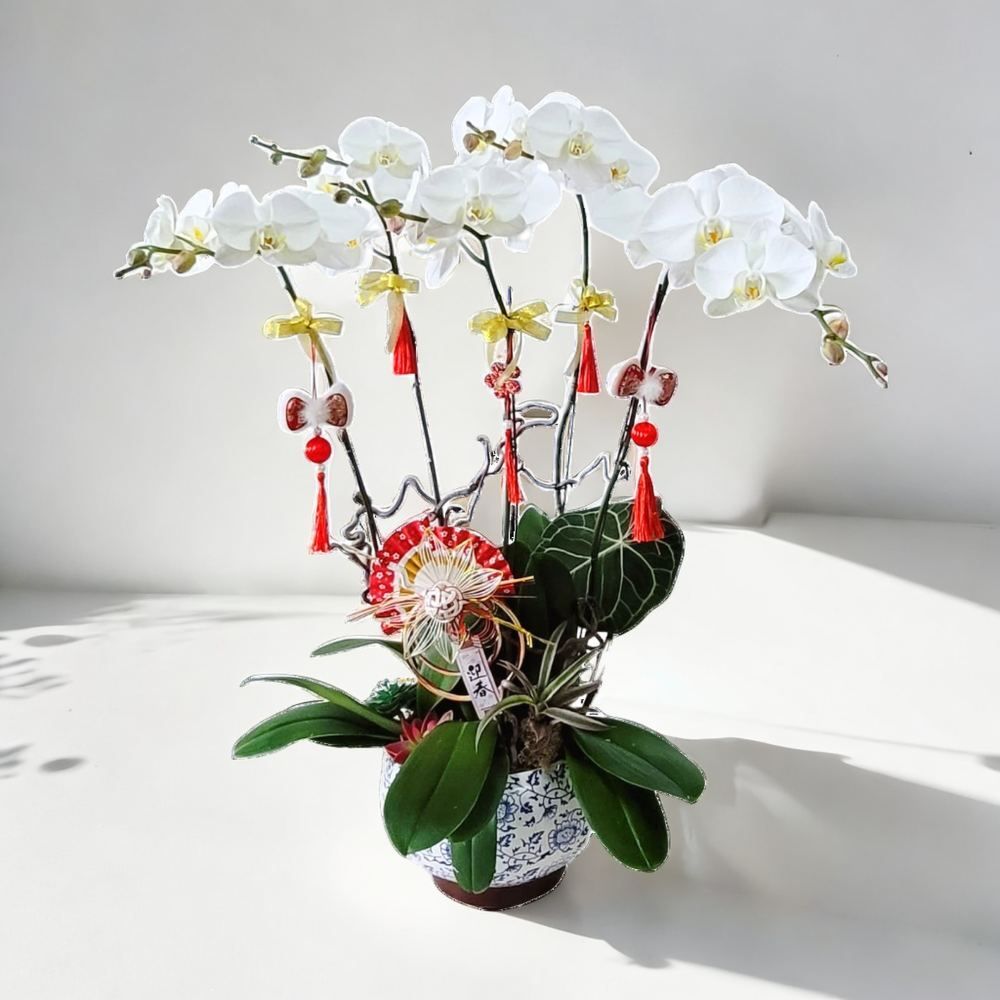 格蘭花店 - 大白花蝴蝶蘭5棵 [GF00235] 蘭花 辦公室枱花 大堂枱花 開張 新春蘭花 年花 自家蘭花園種植