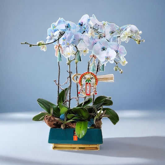 格蘭花店 - 馬卡龍大花蝴蝶蘭5棵 [GF00236] 蘭花 辦公室枱花 大堂枱花 開張 新春蘭花 年花 自家蘭花園種植