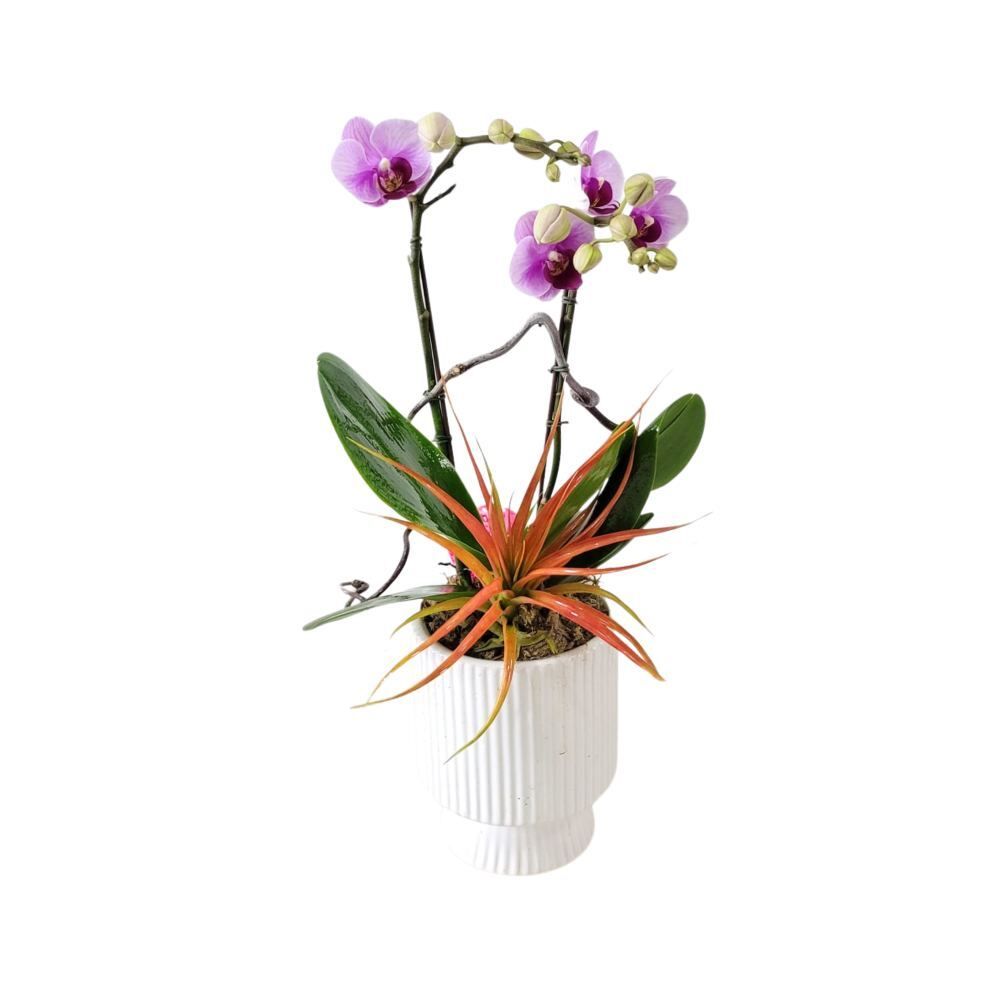 格蘭花店 - 中花蝴蝶蘭2棵 [GF00238] 蘭花 辦公室枱花 大堂枱花 開張 新春蘭花 年花 自家蘭花園種植