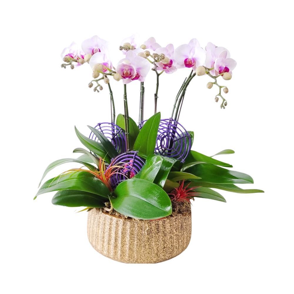 格蘭花店 - 中花蝴蝶蘭6棵 [GF00239] 蘭花 辦公室枱花 大堂枱花 開張 新春蘭花 年花 自家蘭花園種植