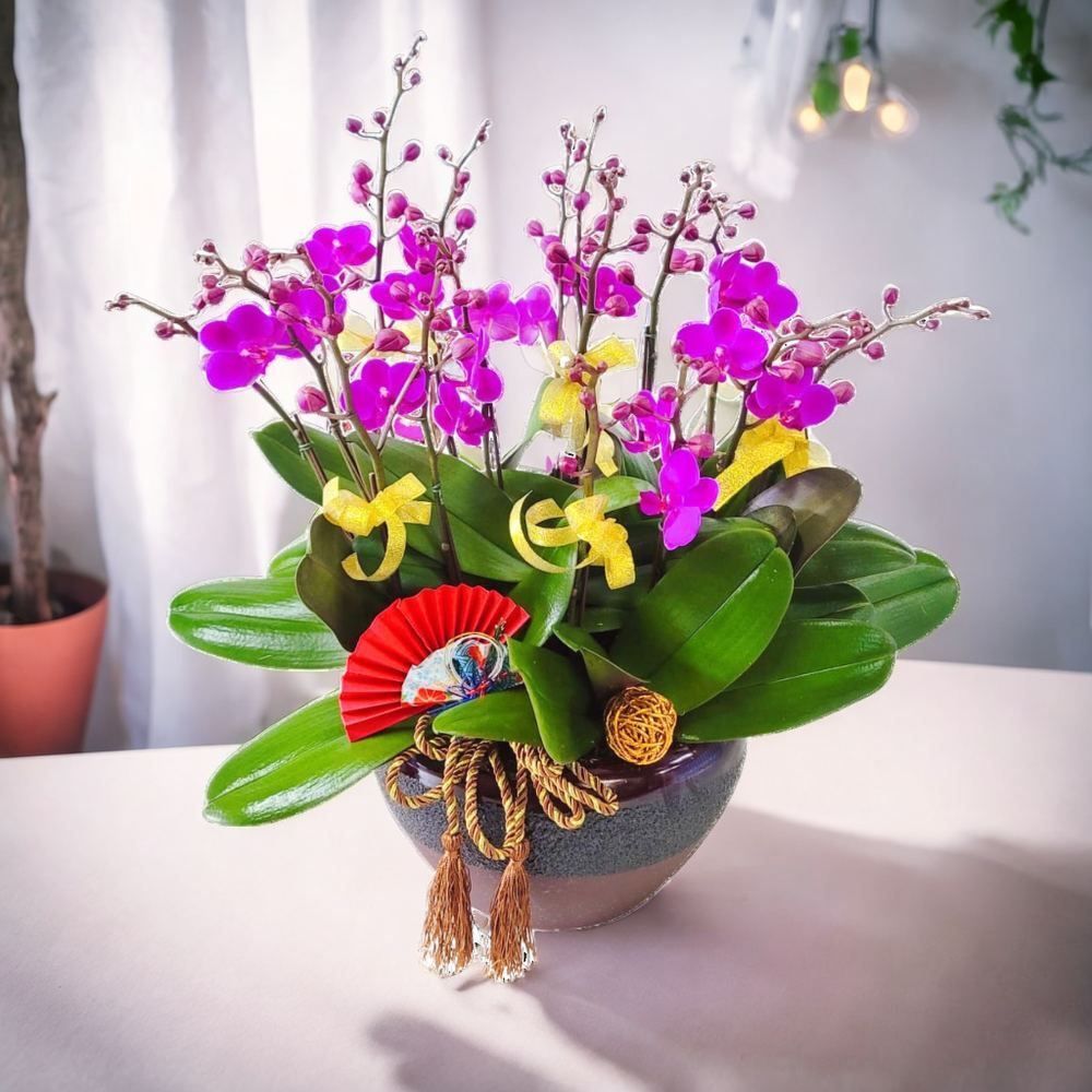 格蘭花店 - 滿天紅小花蝴蝶蘭12棵 [GF00240] 蘭花 辦公室枱花 大堂枱花 開張 新春蘭花 年花 自家蘭花園種植