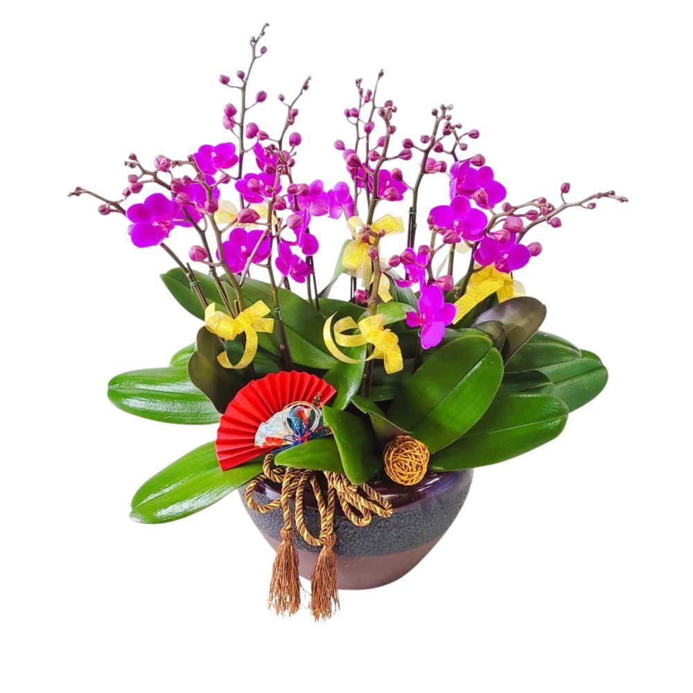 格蘭花店 - 滿天紅小花蝴蝶蘭12棵 [GF00240] 蘭花 辦公室枱花 大堂枱花 開張 新春蘭花 年花 自家蘭花園種植