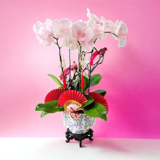 格蘭花店 - 馬卡龍大花蝴蝶蘭5棵 [GF00241] 蘭花 辦公室枱花 大堂枱花 開張 新春蘭花 年花 自家蘭花園種植