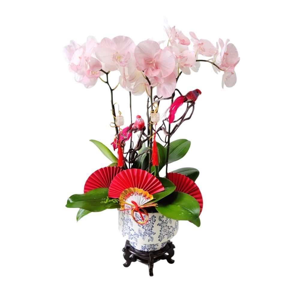 格蘭花店 - 馬卡龍大花蝴蝶蘭5棵 [GF00241] 蘭花 辦公室枱花 大堂枱花 開張 新春蘭花 年花 自家蘭花園種植