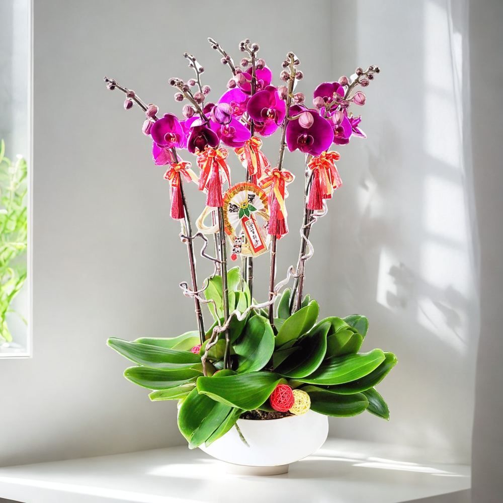 格蘭花店 - 大辣椒蝴蝶蘭8棵 [GF00242] 蘭花 辦公室枱花 大堂枱花 開張 新春蘭花 年花 自家蘭花園種植