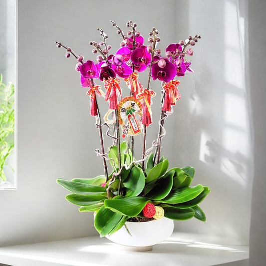 格蘭花店 - 大辣椒蝴蝶蘭8棵 [GF00242] 蘭花 辦公室枱花 大堂枱花 開張 新春蘭花 年花 自家蘭花園種植