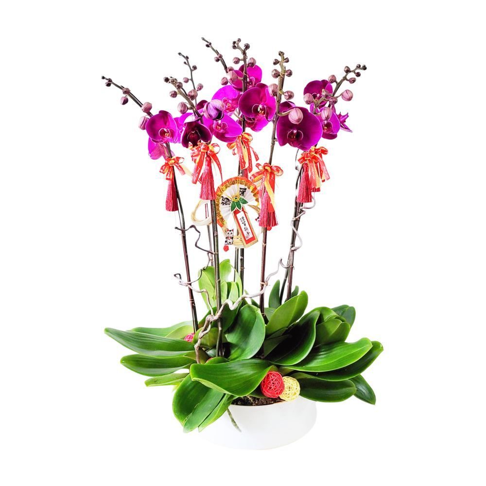 格蘭花店 - 大辣椒蝴蝶蘭8棵 [GF00242] 蘭花 辦公室枱花 大堂枱花 開張 新春蘭花 年花 自家蘭花園種植