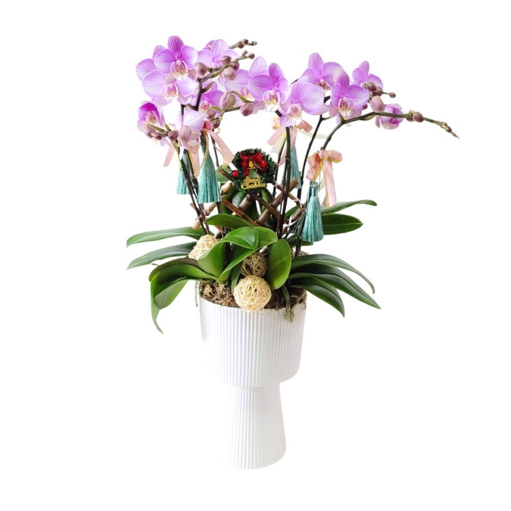 格蘭花店 - 中花蝴蝶蘭6棵 [GF00243] 蘭花 辦公室枱花 大堂枱花 開張 新春蘭花 年花 自家蘭花園種植