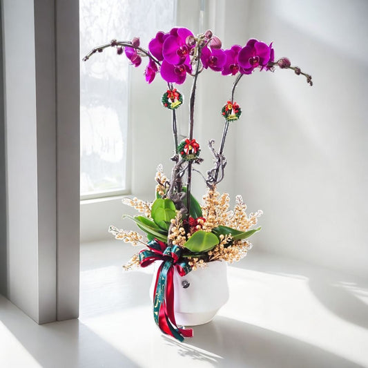 格蘭花店 - 大花蝴蝶蘭3棵 [GF00270] 蘭花 辦公室枱花 大堂枱花 開張 新春蘭花 年花 自家蘭花園種植