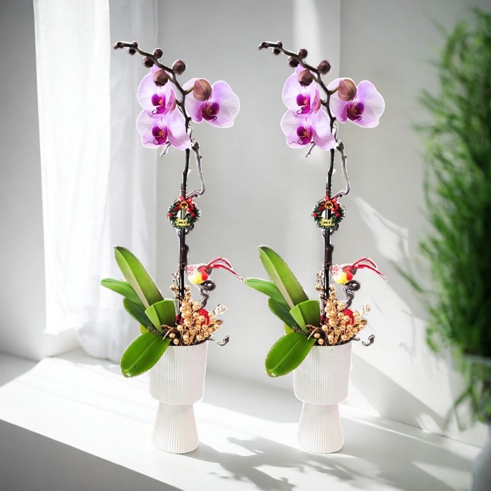 格蘭花店 - 2盆 大花蝴蝶蘭 [GF00271] 蘭花 辦公室枱花 大堂枱花 開張 新春蘭花 年花 自家蘭花園種植