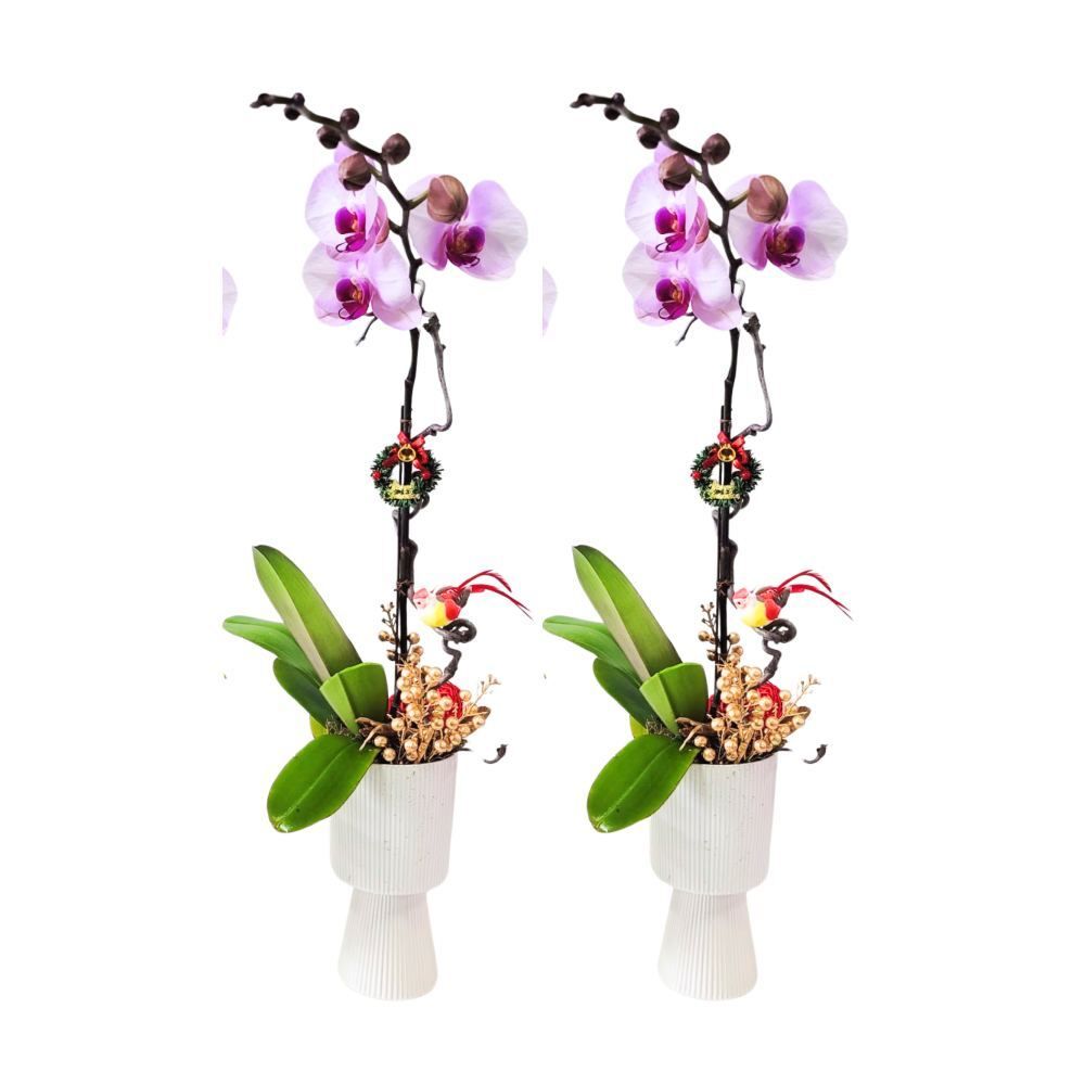 格蘭花店 - 2盆 大花蝴蝶蘭 [GF00271] 蘭花 辦公室枱花 大堂枱花 開張 新春蘭花 年花 自家蘭花園種植