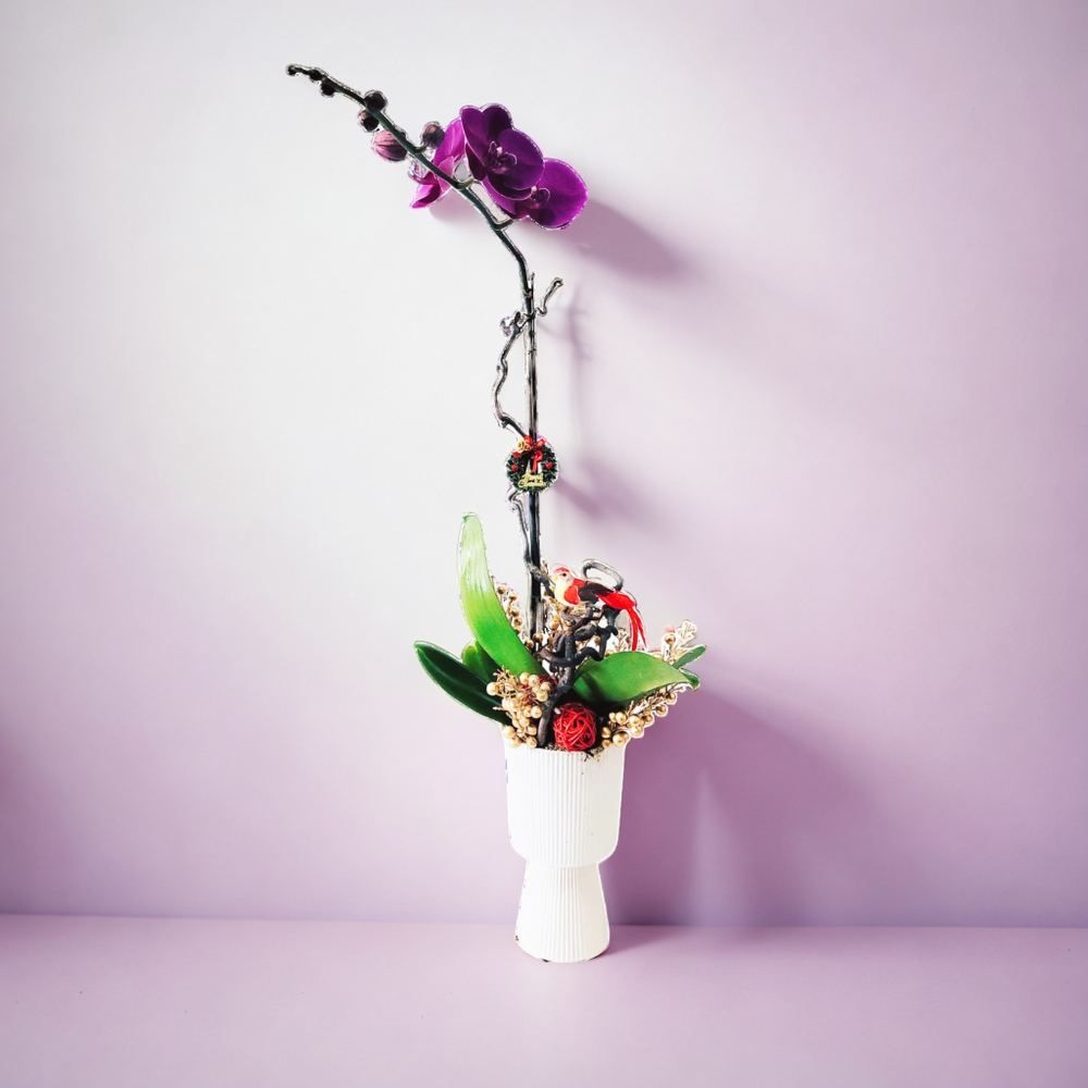 格蘭花店 - 大花蝴蝶蘭 [GF00272] 蘭花 辦公室枱花 大堂枱花 開張 新春蘭花 年花 自家蘭花園種植