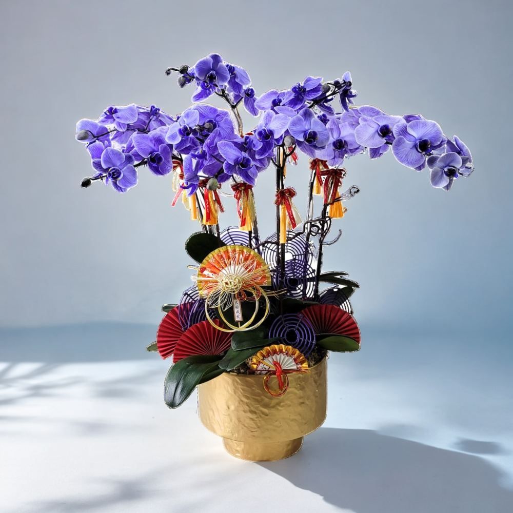 格蘭花店 - 馬卡龍大花蝴蝶蘭8棵 [GF00283] 蘭花 辦公室枱花 大堂枱花 開張 新春蘭花 年花 自家蘭花園種植