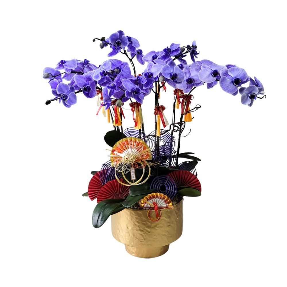 格蘭花店 - 馬卡龍大花蝴蝶蘭8棵 [GF00283] 蘭花 辦公室枱花 大堂枱花 開張 新春蘭花 年花 自家蘭花園種植