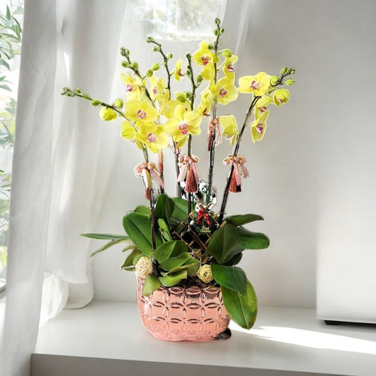 格蘭花店 - 大花蝴蝶蘭6棵 [GF00284] 蘭花 辦公室枱花 大堂枱花 開張 新春蘭花 年花 自家蘭花園種植