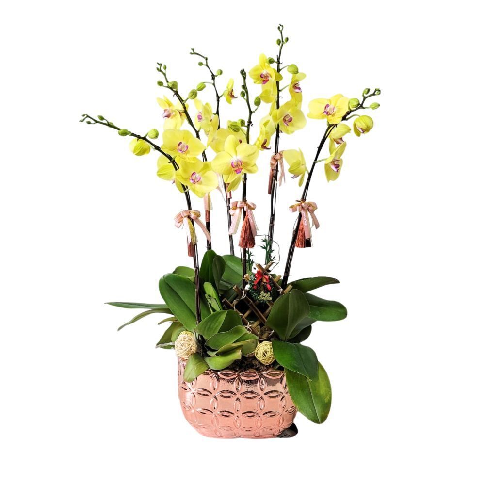 格蘭花店 - 大花蝴蝶蘭6棵 [GF00284] 蘭花 辦公室枱花 大堂枱花 開張 新春蘭花 年花 自家蘭花園種植