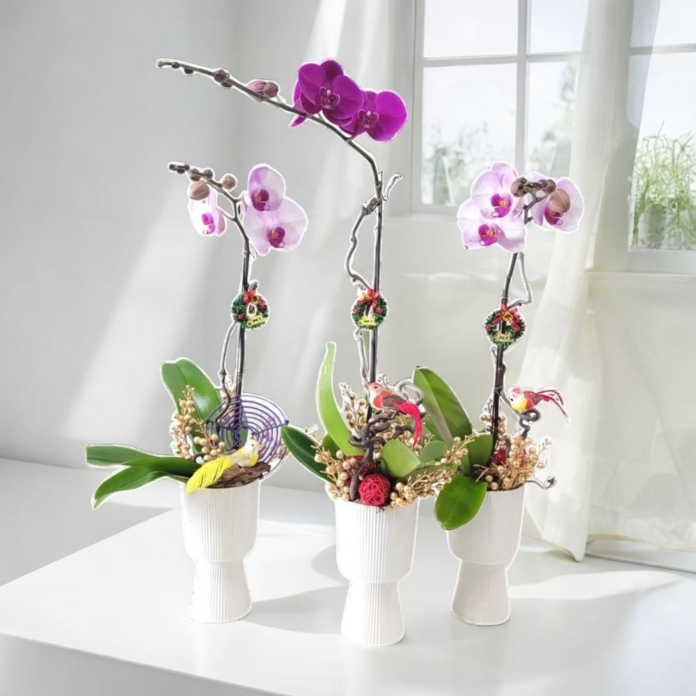 格蘭花店 - 3盆 大花蝴蝶蘭 [GF00285] 蘭花 辦公室枱花 大堂枱花 開張 新春蘭花 年花 自家蘭花園種植