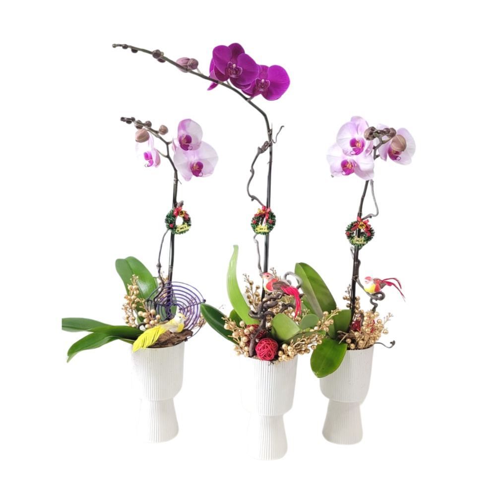 格蘭花店 - 3盆 大花蝴蝶蘭 [GF00285] 蘭花 辦公室枱花 大堂枱花 開張 新春蘭花 年花 自家蘭花園種植