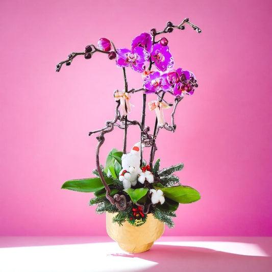 格蘭花店 - 藏寶圖大花蝴蝶蘭3棵 [GF00295] 蘭花 辦公室枱花 大堂枱花 開張 新春蘭花 年花 自家蘭花園種植