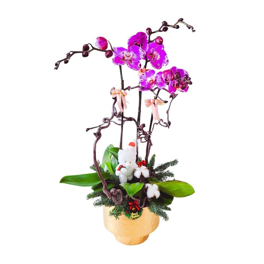 格蘭花店 - 藏寶圖大花蝴蝶蘭3棵 [GF00295] 蘭花 辦公室枱花 大堂枱花 開張 新春蘭花 年花 自家蘭花園種植