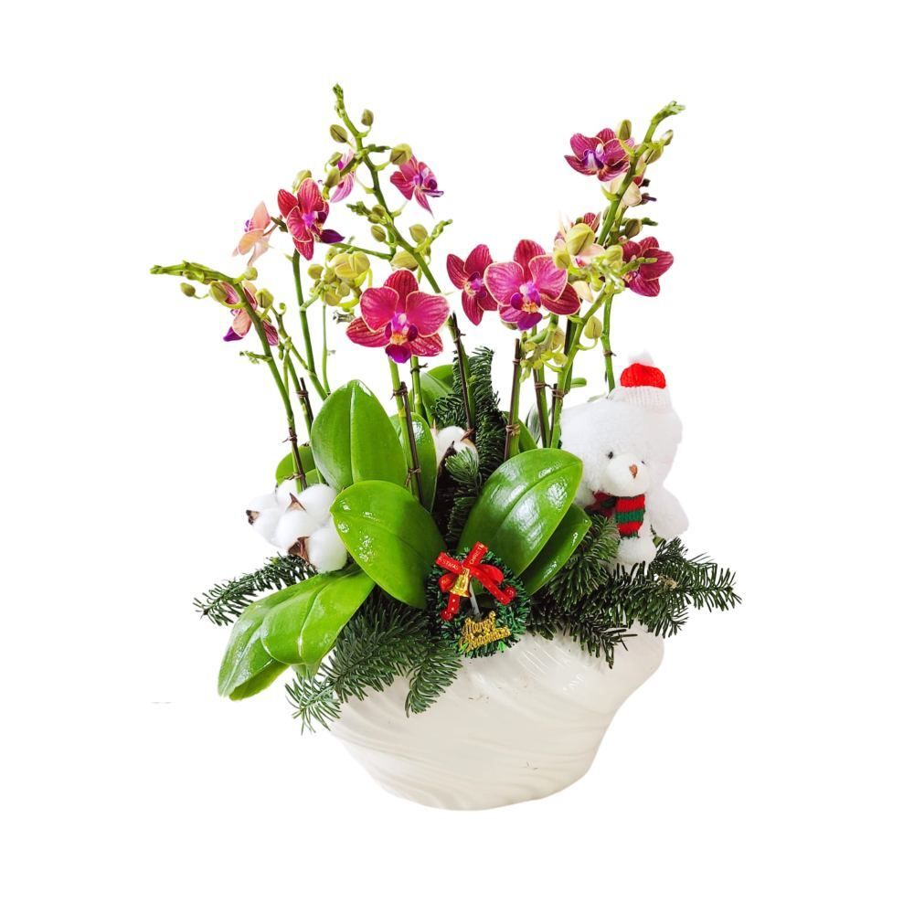 格蘭花店 - 迷你小花蝴蝶蘭5棵 [GF00296] 蘭花 辦公室枱花 大堂枱花 開張 新春蘭花 年花 自家蘭花園種植