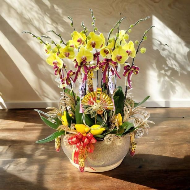 格蘭花店 - 大黃花蝴蝶蘭10棵配喜慶掛飾 [GF00303] 蘭花 辦公室枱花 大堂枱花 開張 新春蘭花 年花 自家蘭花園種植