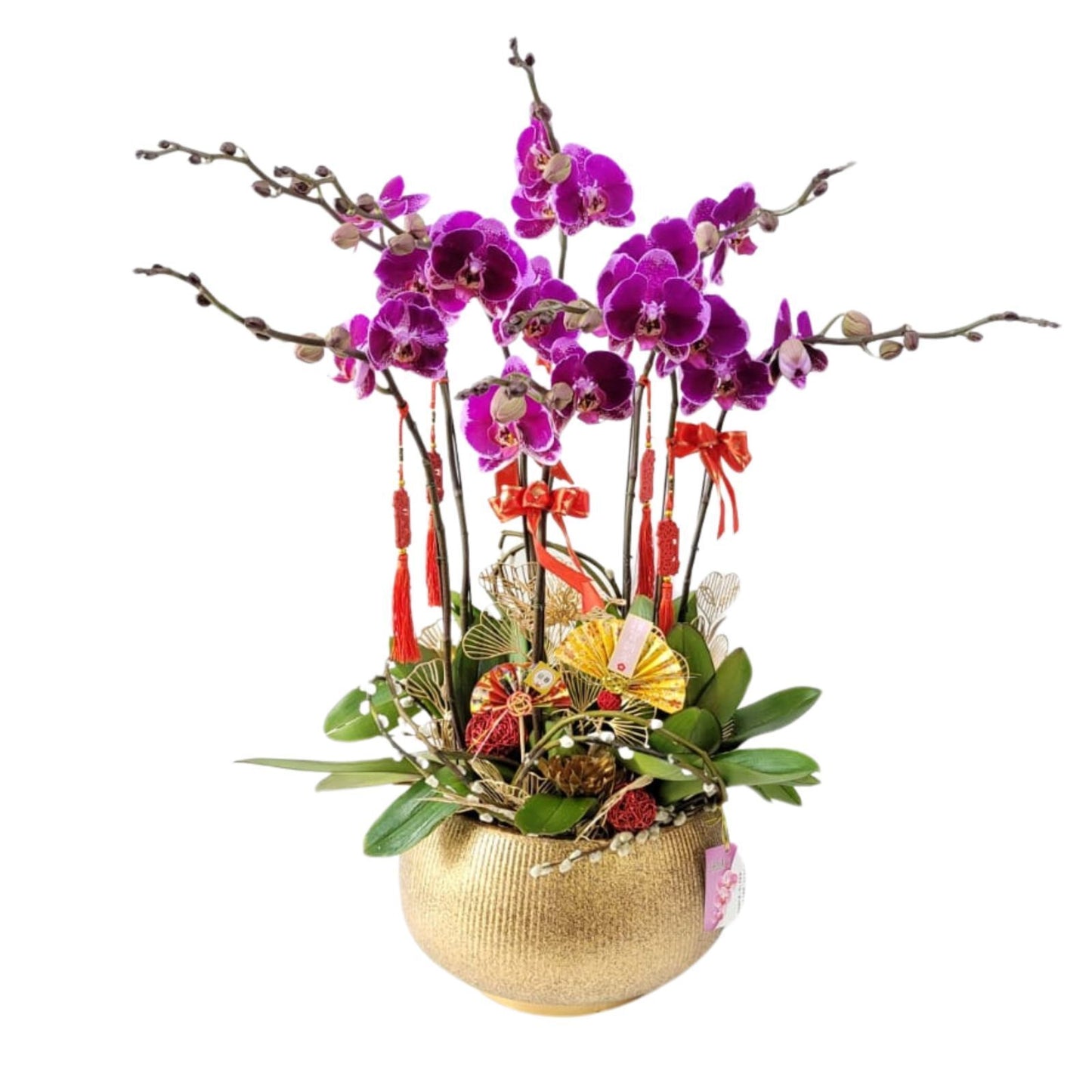 格蘭花店 - 大財主蝴蝶蘭8棵配喜慶掛飾 [GF00305] 蘭花 辦公室枱花 大堂枱花 開張 新春蘭花 年花 自家蘭花園種植