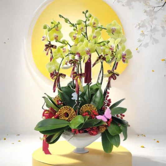 格蘭花店 - 甜格格蝴蝶蘭10棵配喜慶掛飾 [GF00306] 蘭花 辦公室枱花 大堂枱花 開張 新春蘭花 年花 自家蘭花園種植配喜慶掛飾 [GF00306] 蘭花 辦公室枱花 大堂枱花 開張 新春蘭花 年花 自家蘭花園種植