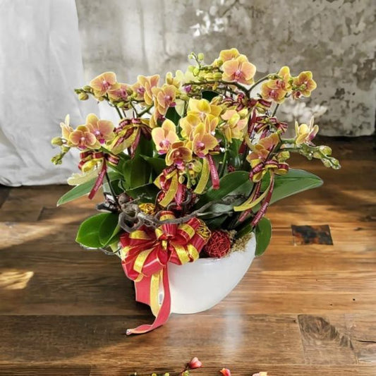 格蘭花店 - 小品黃花蝴蝶蘭10棵配喜慶掛飾 [GF00307] 蘭花 辦公室枱花 大堂枱花 開張 新春蘭花 年花 自家蘭花園種植