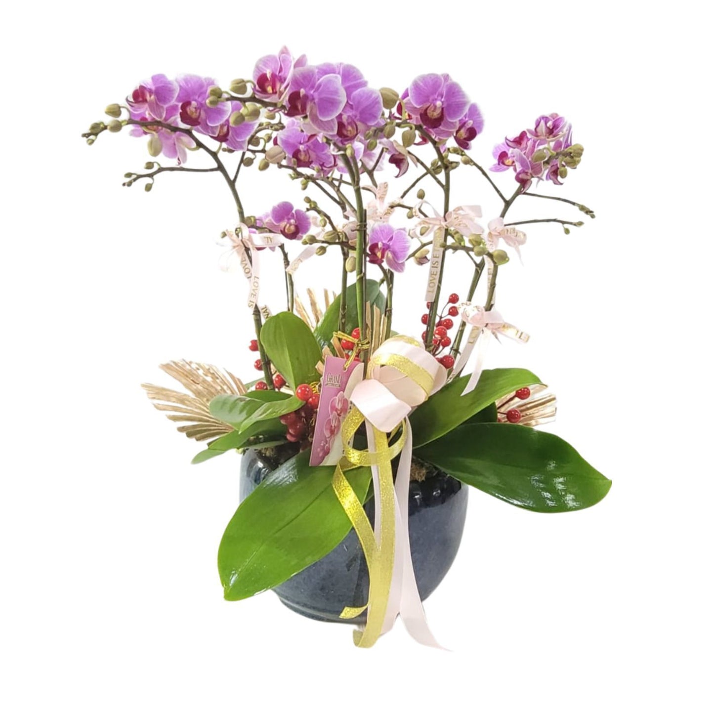 格蘭花店 - 小花寶貝蝴蝶蘭8棵配喜慶掛飾 [GF00308] 蘭花 辦公室枱花 大堂枱花 開張 新春蘭花 年花 自家蘭花園種植