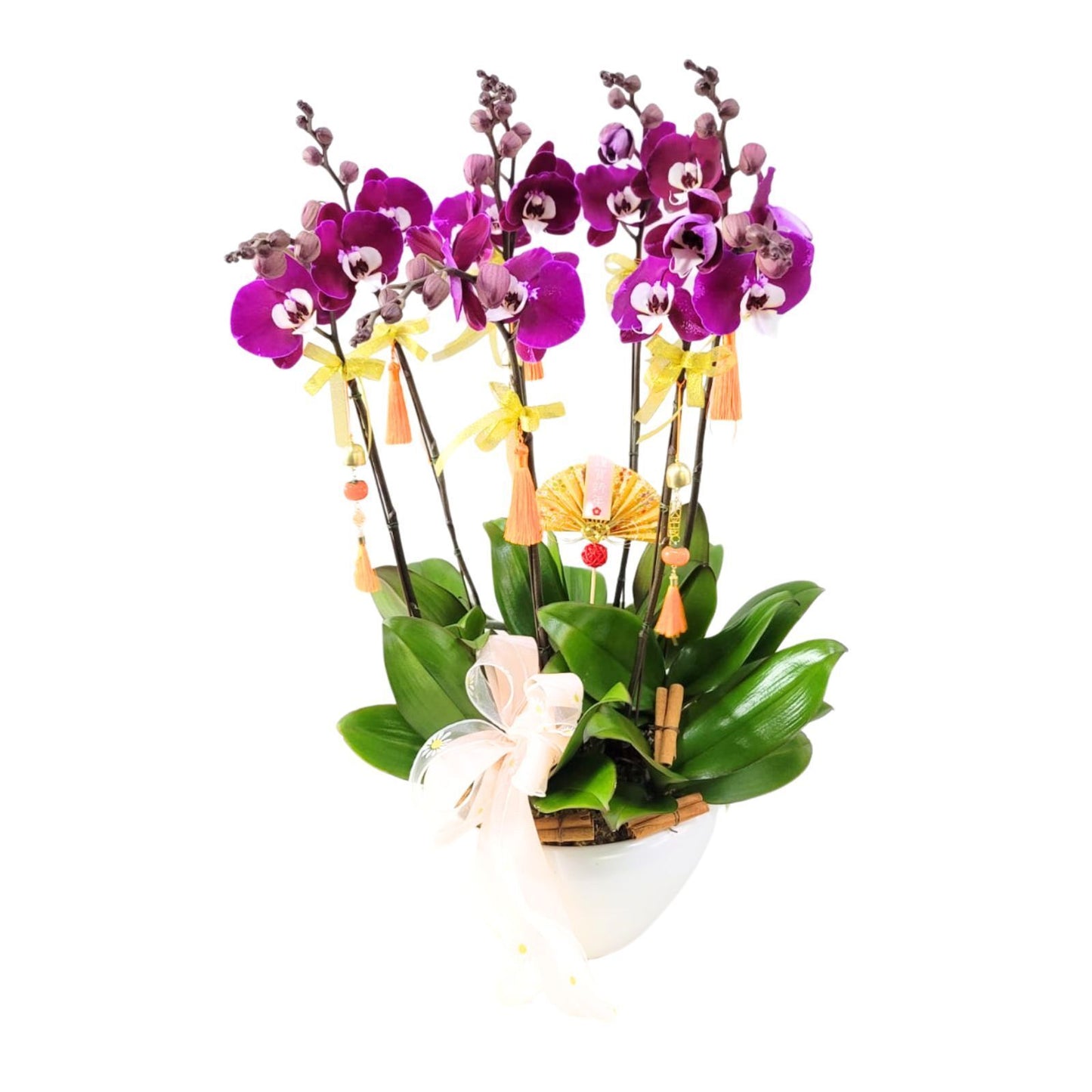 格蘭花店 - 米歇爾大花蝴蝶蘭8棵配喜慶掛飾 [GF00309] 蘭花 辦公室枱花 大堂枱花 開張 新春蘭花 年花 自家蘭花園種植