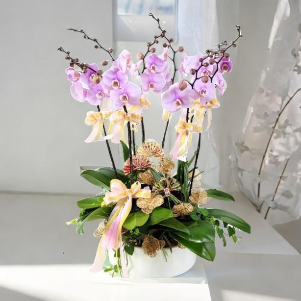 格蘭花店 - 夢幻情人蝴蝶蘭8棵配喜慶掛飾 [GF00311] 蘭花 辦公室枱花 大堂枱花 開張 新春蘭花 年花 自家蘭花園種植