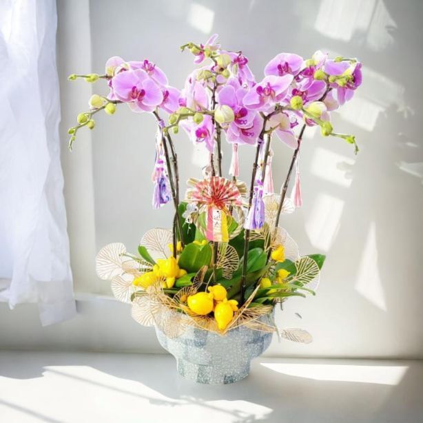 格蘭花店 - 溫文爾雅蝴蝶蘭大花8棵 [GF00312] 蘭花 辦公室枱花 大堂枱花 開張 新春蘭花 年花 自家蘭花園種植