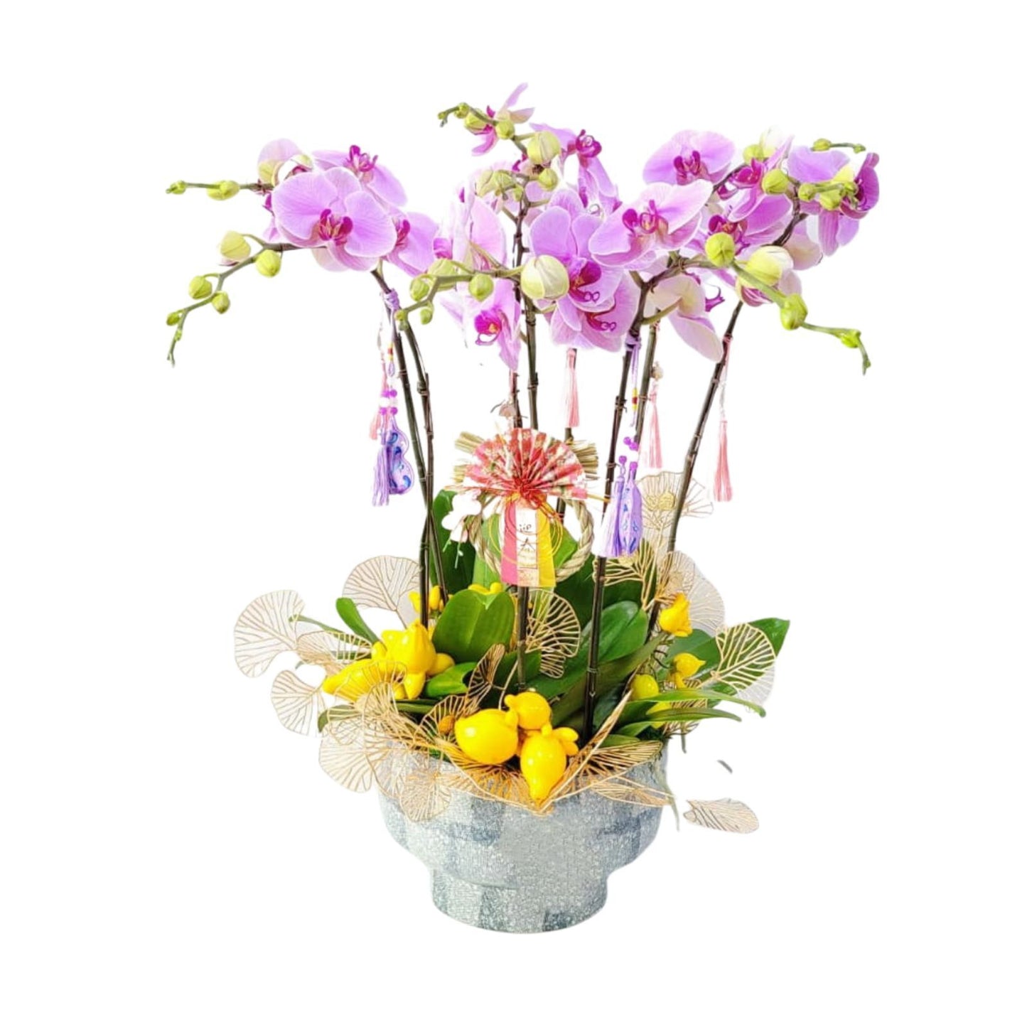 格蘭花店 - 溫文爾雅蝴蝶蘭大花8棵 [GF00312] 蘭花 辦公室枱花 大堂枱花 開張 新春蘭花 年花 自家蘭花園種植