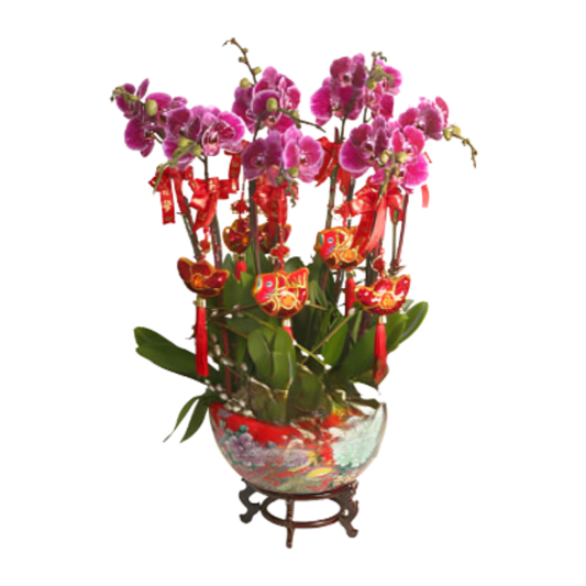 格蘭花店 - 迎春接福蝴蝶蘭10棵 [NY13OR-29] 蘭花 辦公室枱花 大堂枱花 開張 新春蘭花 年花 自家蘭花園種植