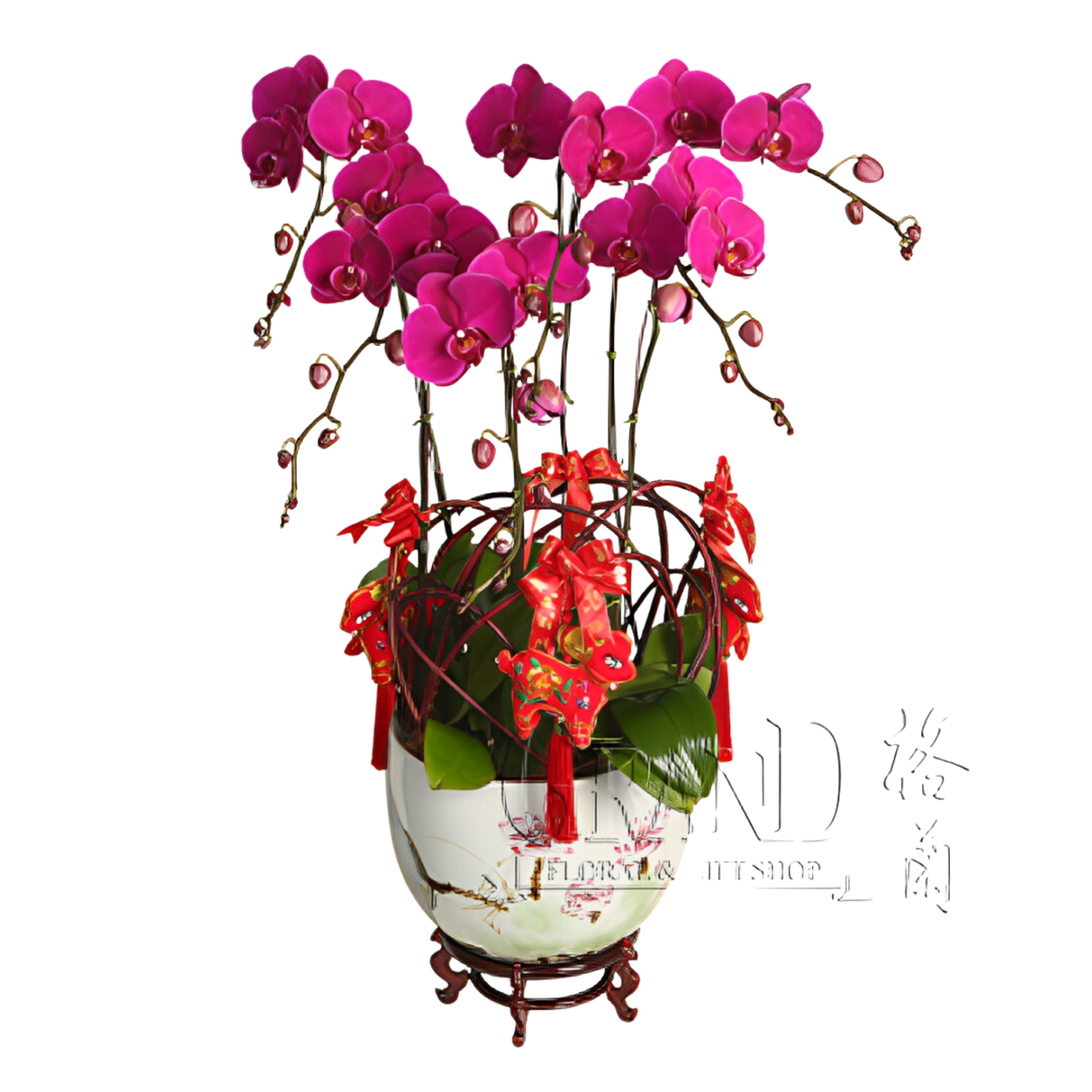 格蘭花店 - 家肥屋潤蝴蝶蘭6棵 [NY13OR-37] 蘭花 辦公室枱花 大堂枱花 開張 新春蘭花 年花 自家蘭花園種植