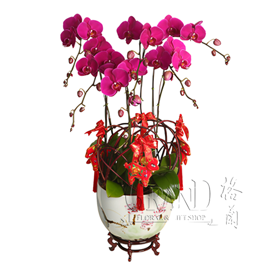 格蘭花店 - 家肥屋潤蝴蝶蘭6棵 [NY13OR-37] 蘭花 辦公室枱花 大堂枱花 開張 新春蘭花 年花 自家蘭花園種植