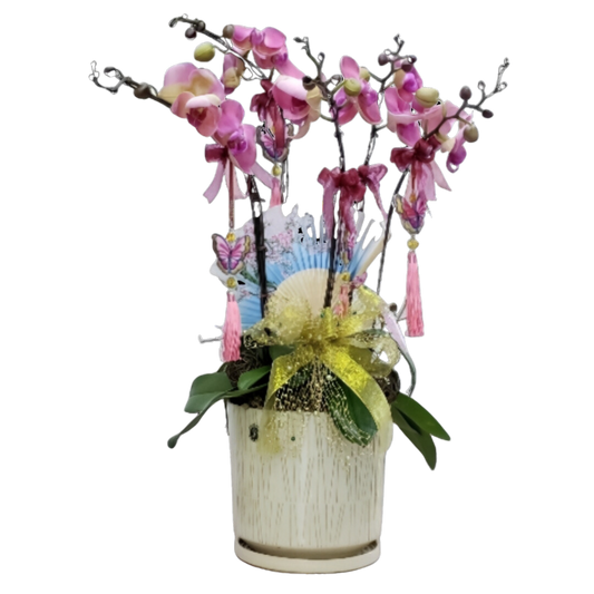 格蘭花店 - 紅運當頭蝴蝶蘭5棵 [NY19OR-02] 蘭花 辦公室枱花 大堂枱花 開張 新春蘭花 年花 自家蘭花園種植