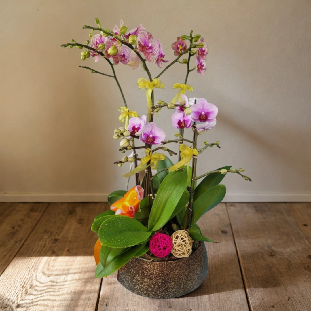 格蘭花店 - 幸福美滿小花蝴蝶蘭2棵及汕龍金童3棵 [NY2021R-01] 蘭花 辦公室枱花 大堂枱花 開張 新春蘭花 年花 自家蘭花園種植