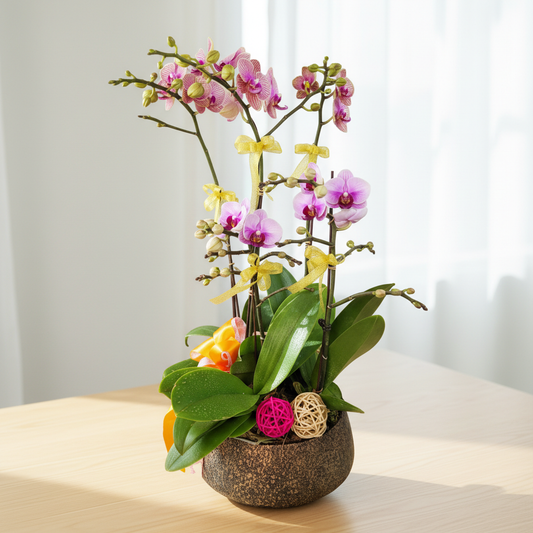 格蘭花店 - 幸福美滿小花蝴蝶蘭2棵及汕龍金童3棵 [NY2021R-01] 蘭花 辦公室枱花 大堂枱花 開張 新春蘭花 年花 自家蘭花園種植