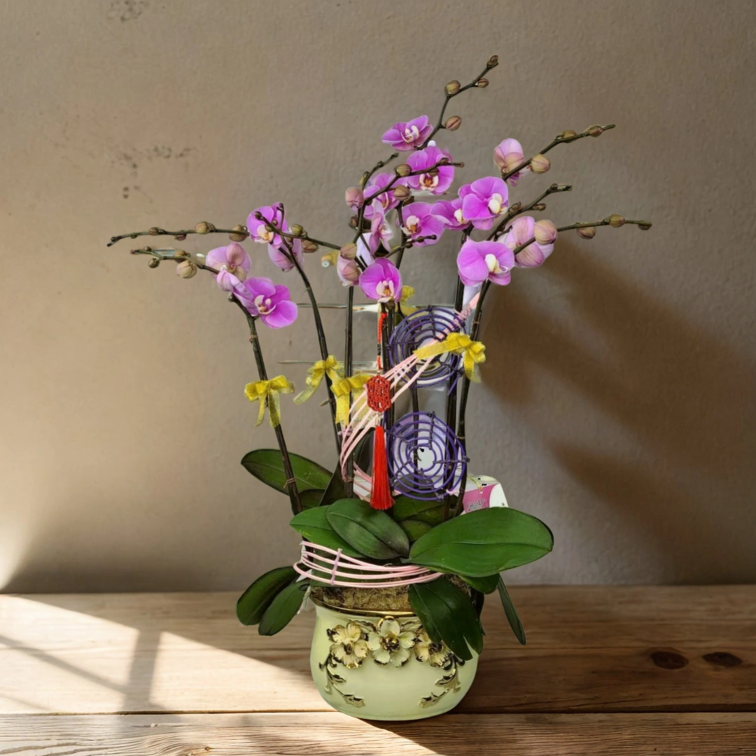 格蘭花店 - 四季平安安娜中花蝴蝶蘭8棵 [NY2021R-15] 蘭花 辦公室枱花 大堂枱花 開張 新春蘭花 年花 自家蘭花園種植