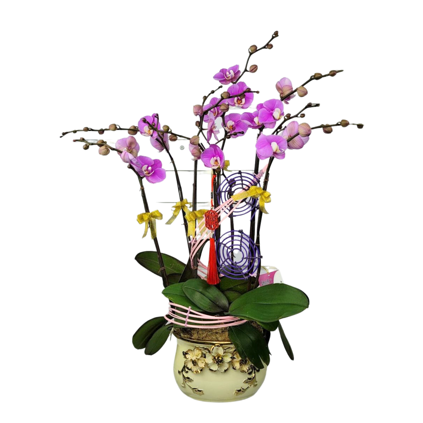 格蘭花店 - 四季平安安娜中花蝴蝶蘭8棵 [NY2021R-15] 蘭花 辦公室枱花 大堂枱花 開張 新春蘭花 年花 自家蘭花園種植