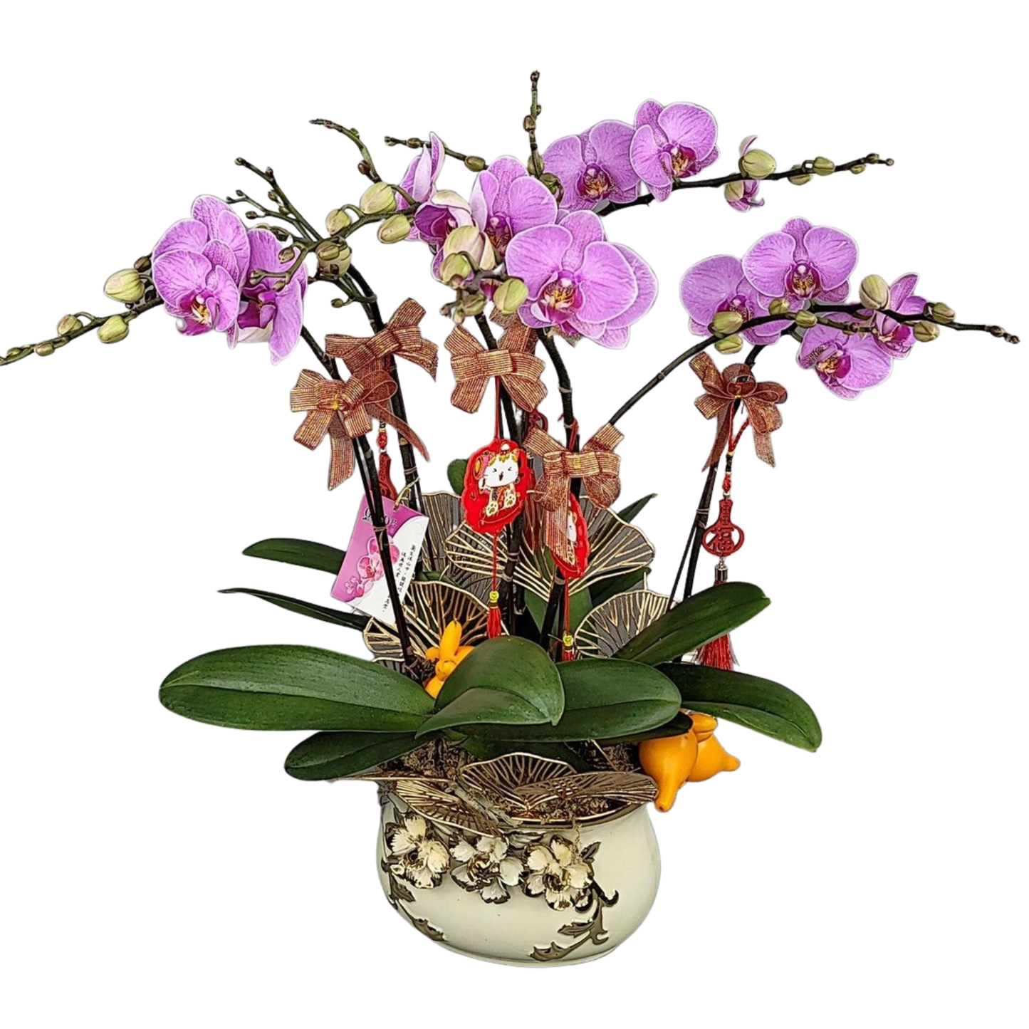 格蘭花店 - 幸福美好牛記哈利中花蝴蝶蘭5棵 [NY2021R-22] 蘭花 辦公室枱花 大堂枱花 開張 新春蘭花 年花 自家蘭花園種植