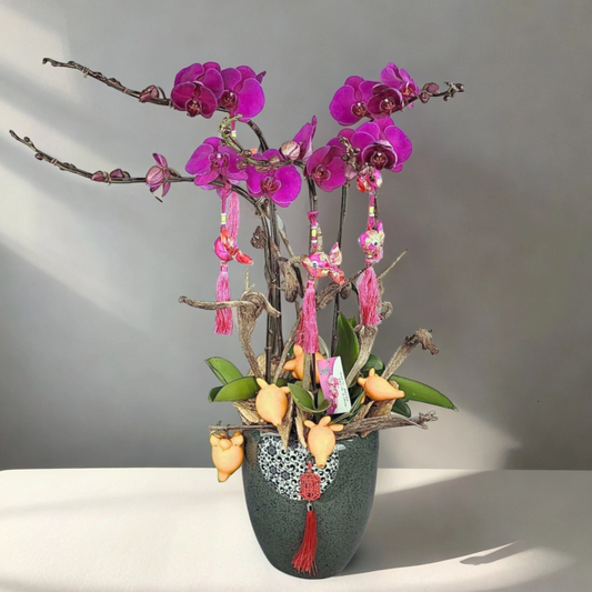 格蘭花店 - 家宅平安大辣椒蝴蝶蘭5棵 [NY2021R-26] 蘭花 辦公室枱花 大堂枱花 開張 新春蘭花 年花 自家蘭花園種植