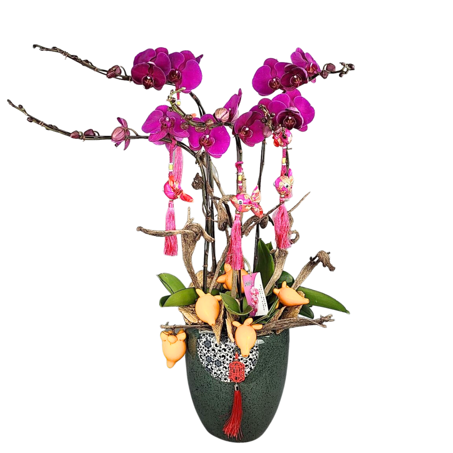 格蘭花店 - 家宅平安大辣椒蝴蝶蘭5棵 [NY2021R-26] 蘭花 辦公室枱花 大堂枱花 開張 新春蘭花 年花 自家蘭花園種植