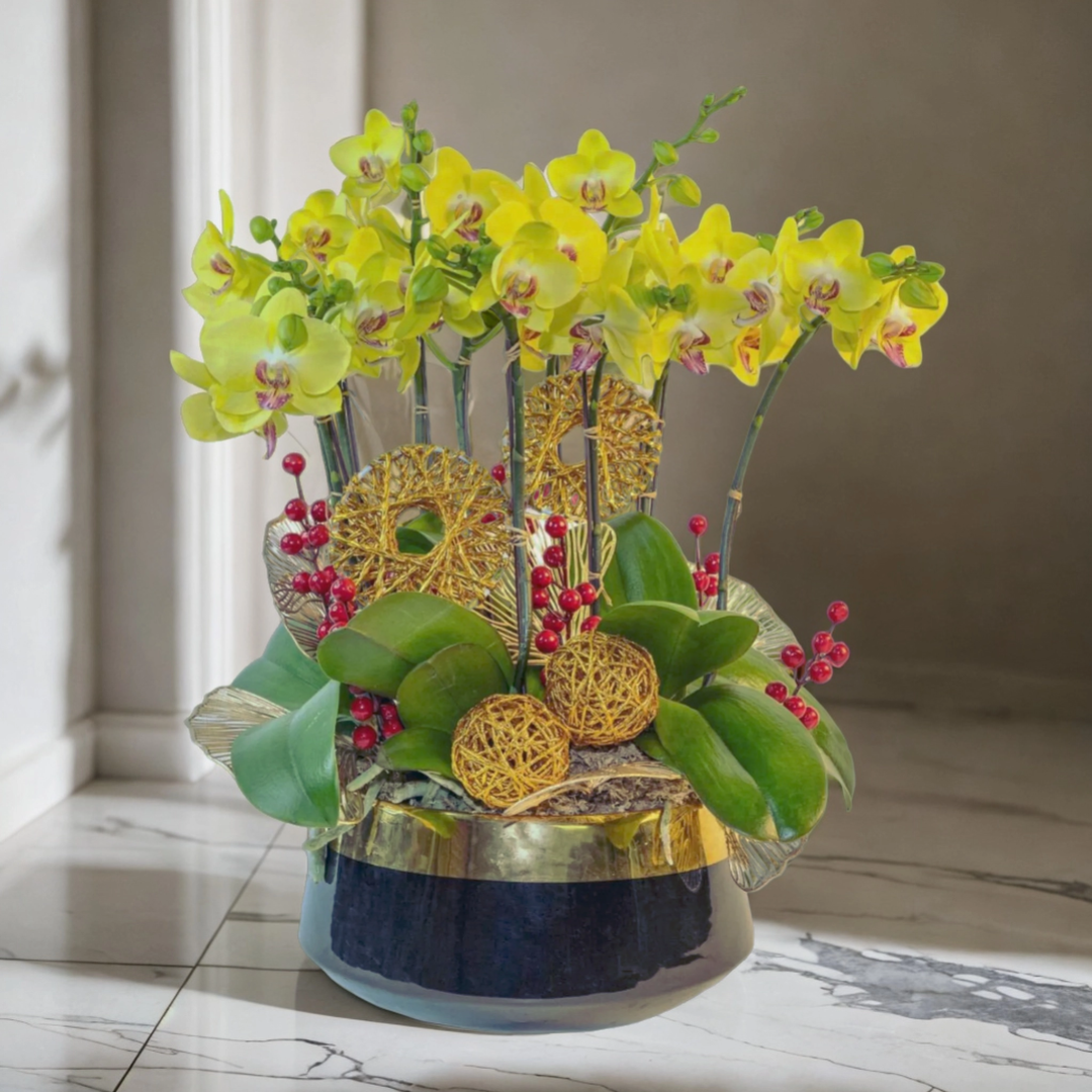 格蘭花店 - 旺財滿屋大黃蜂中花蝴蝶蘭10棵 [NY2022R-04] 蘭花 辦公室枱花 大堂枱花 開張 新春蘭花 年花 自家蘭花園種植