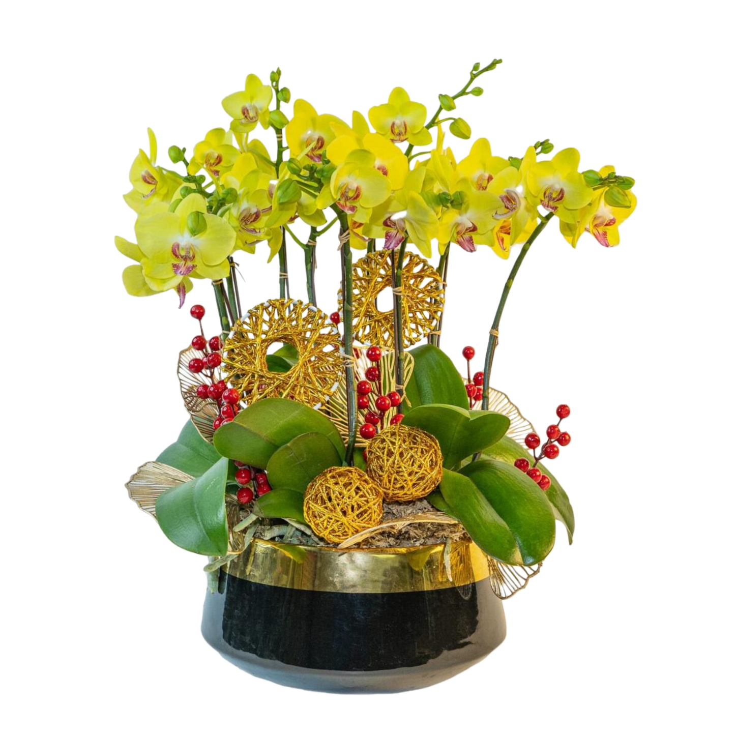 格蘭花店 - 旺財滿屋大黃蜂中花蝴蝶蘭10棵 [NY2022R-04] 蘭花 辦公室枱花 大堂枱花 開張 新春蘭花 年花 自家蘭花園種植