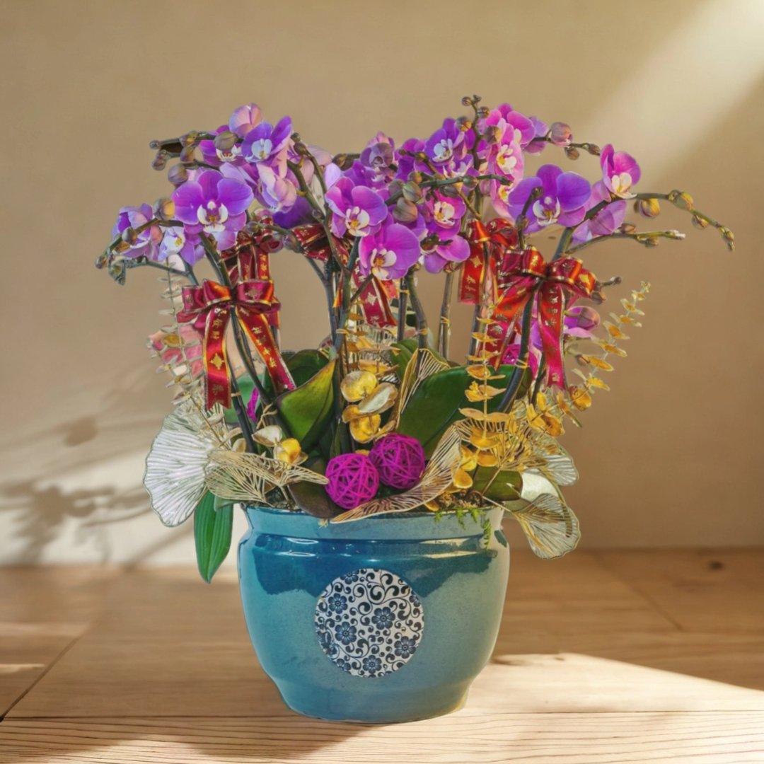 格蘭花店 - 春暖花開安娜中花蝴蝶蘭12棵 [NY2022R-06] 蘭花 辦公室枱花 大堂枱花 開張 新春蘭花 年花 自家蘭花園種植